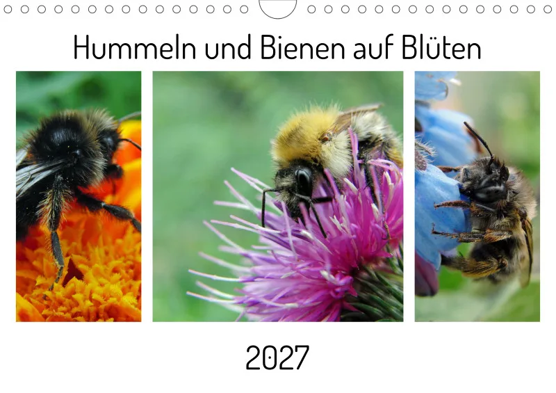 Hummeln und Bienen auf Blüten