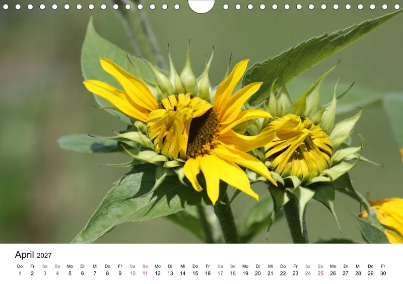 Sonnenblumen