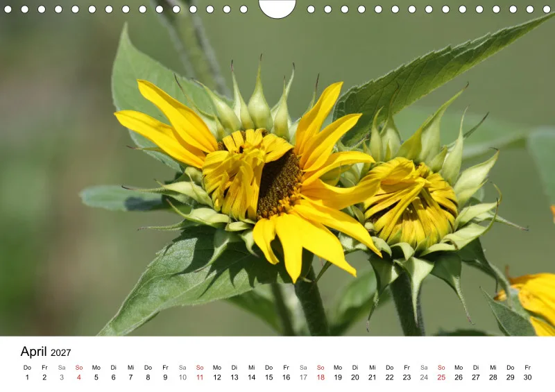Sonnenblumen