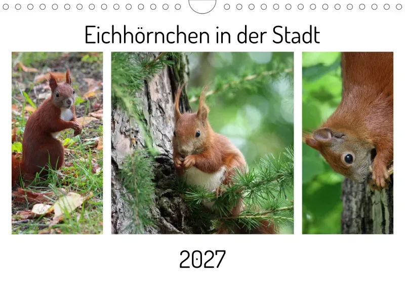 Eichhörnchen in der Stadt