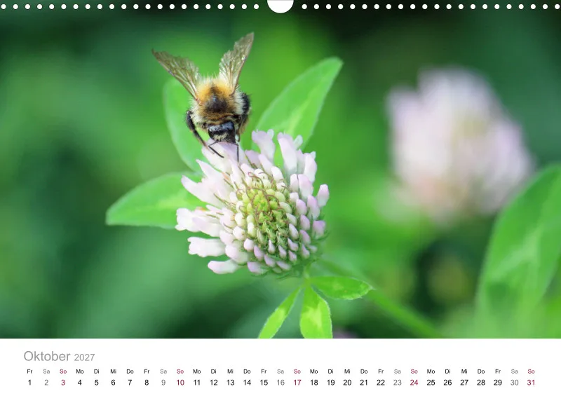 Hummeln und Bienen