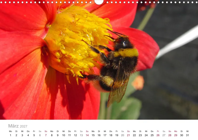 Hummeln und Bienen auf Blüten