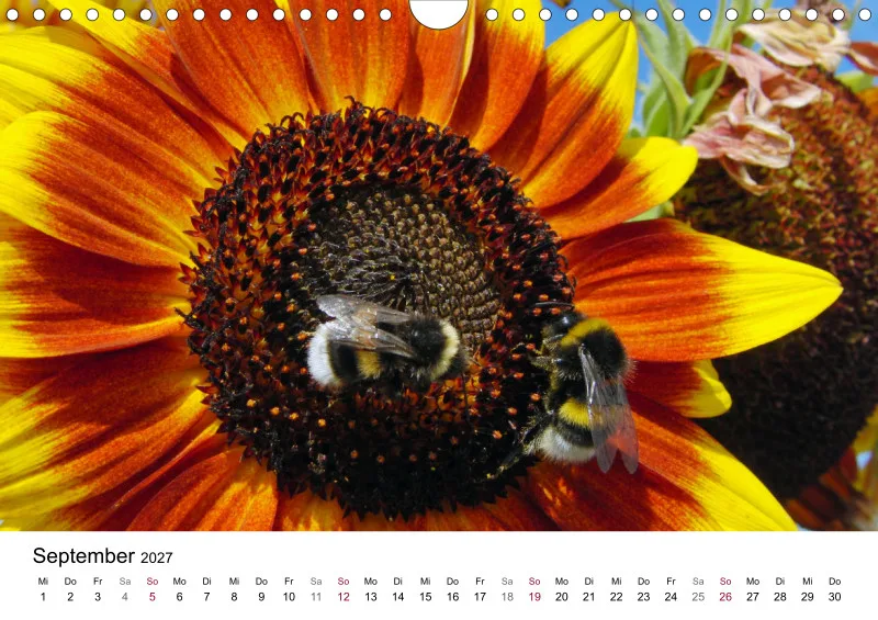 Hummeln und Bienen auf Blüten
