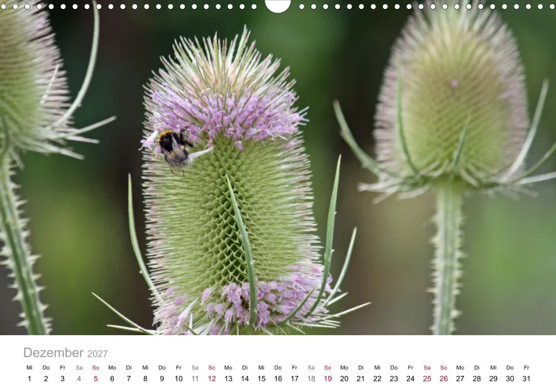 Hummeln und Bienen