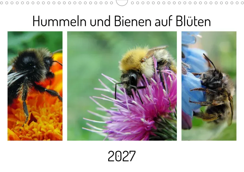 Hummeln und Bienen auf Blüten