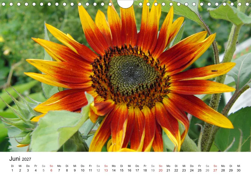 Sonnenblumen