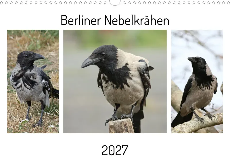 Berliner Nebelkrähen