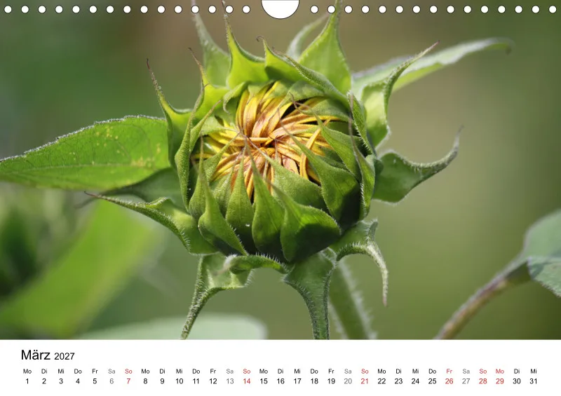 Sonnenblumen