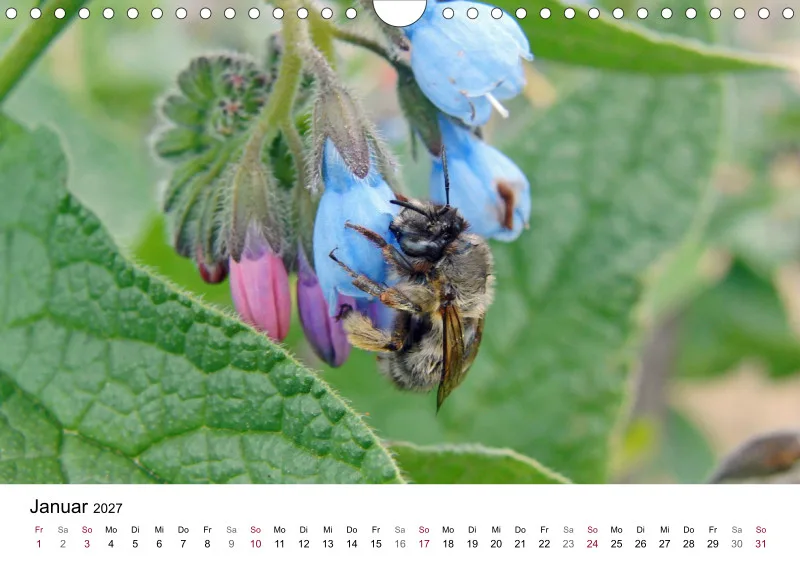 Hummeln und Bienen