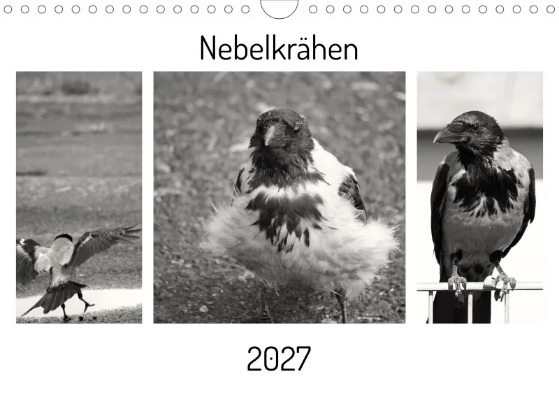 Nebelkrähen