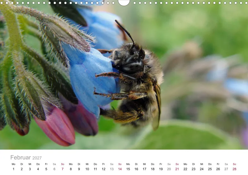 Hummeln und Bienen auf Blüten