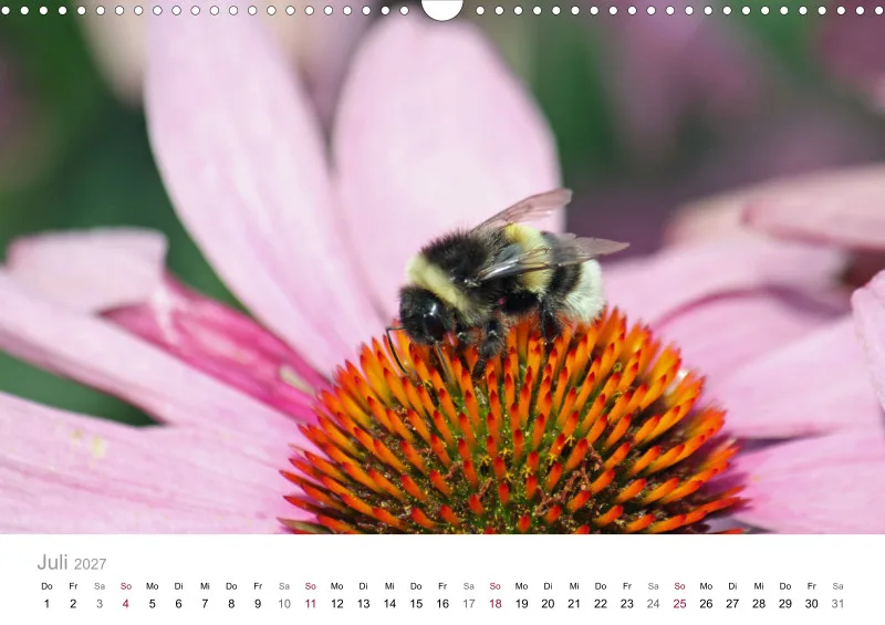 Hummeln und Bienen