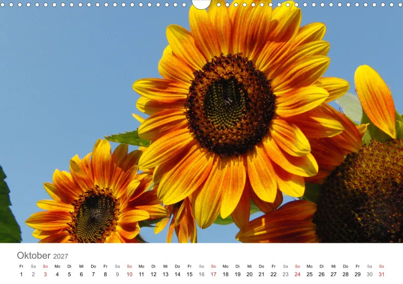 Sonnenblumen