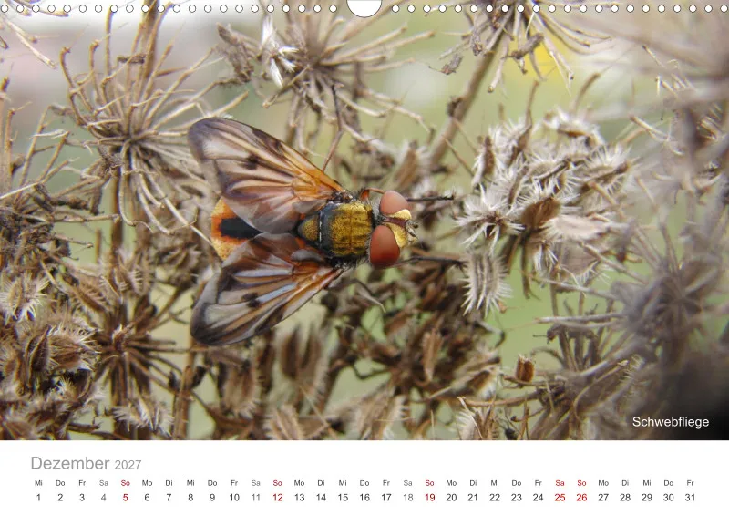 Insekten in der Stadt