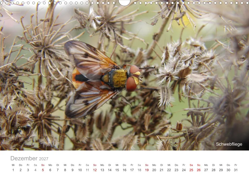 Insekten in der Stadt