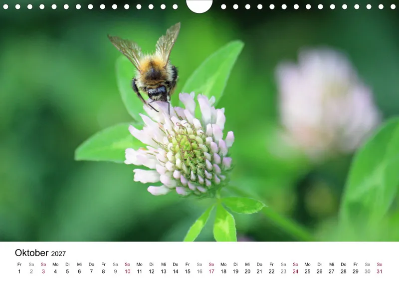 Hummeln und Bienen