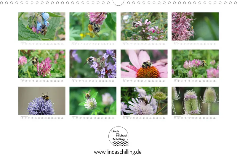 Hummeln und Bienen