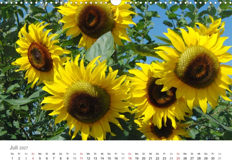 Sonnenblumen