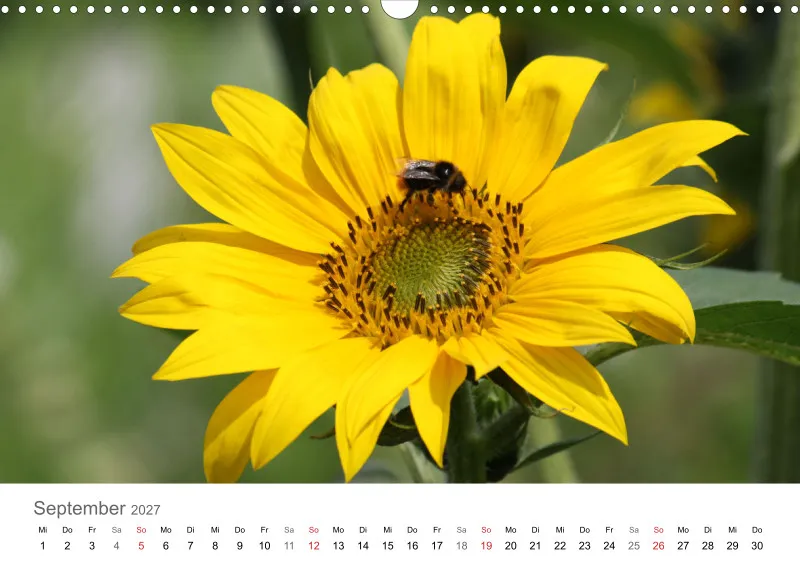 Sonnenblumen