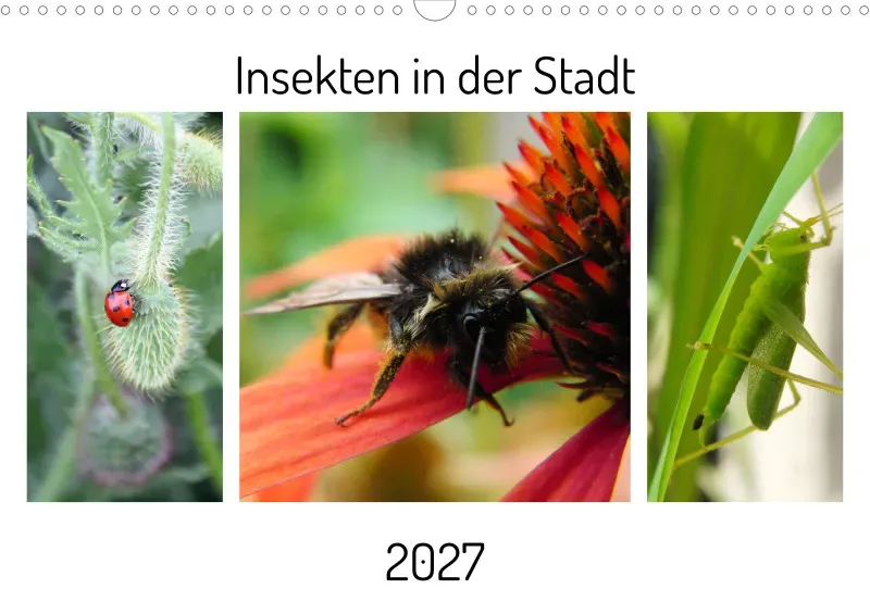 Insekten in der Stadt