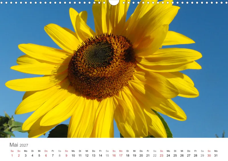 Sonnenblumen