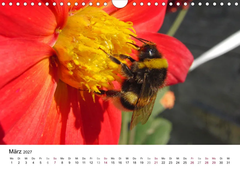 Hummeln und Bienen auf Blüten