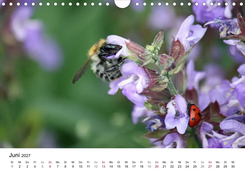 Hummeln und Bienen