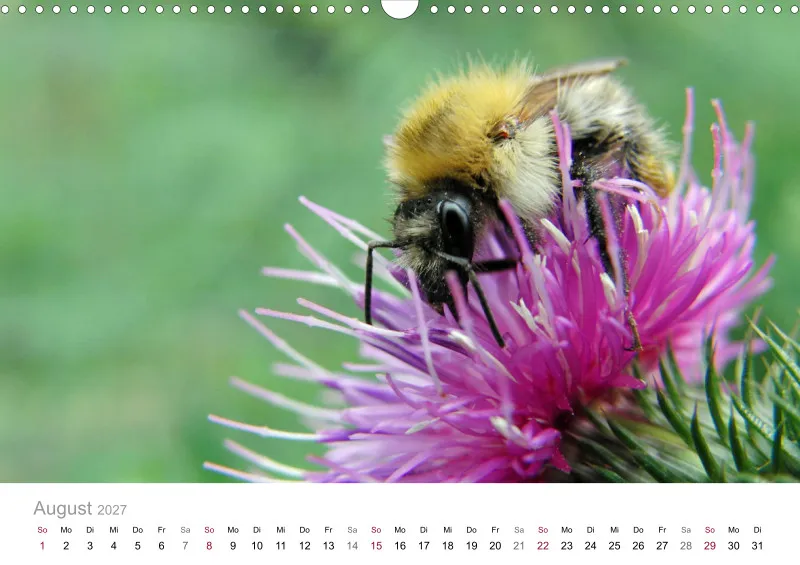 Hummeln und Bienen auf Blüten