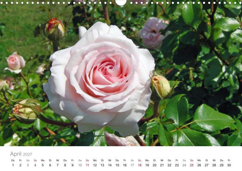 Rosa-Lila Blütenvielfalt