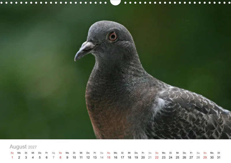 Tauben in der Stadt