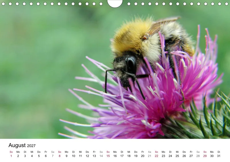 Hummeln und Bienen auf Blüten