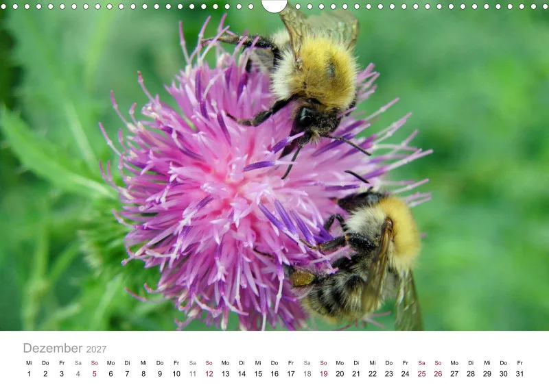 Hummeln und Bienen auf Blüten