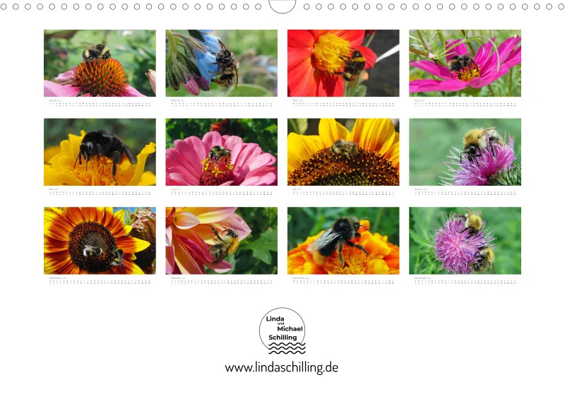 Hummeln und Bienen auf Blüten