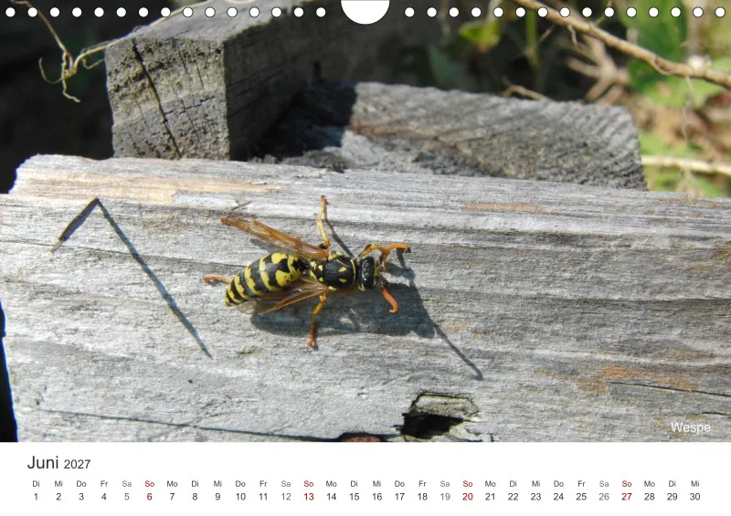 Insekten in der Stadt