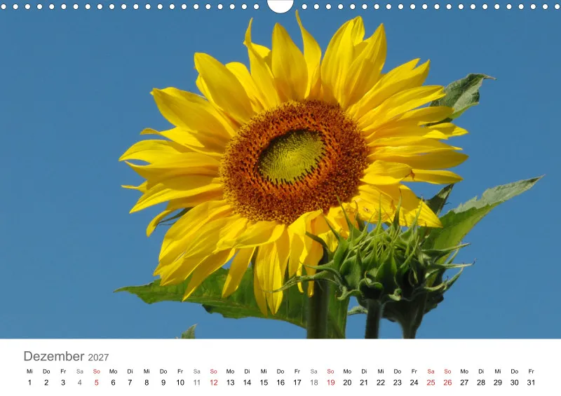 Sonnenblumen