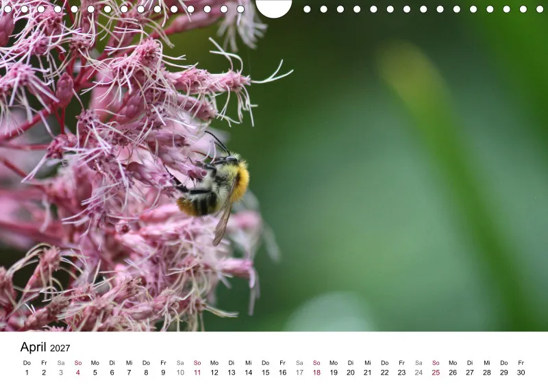 Hummeln und Bienen
