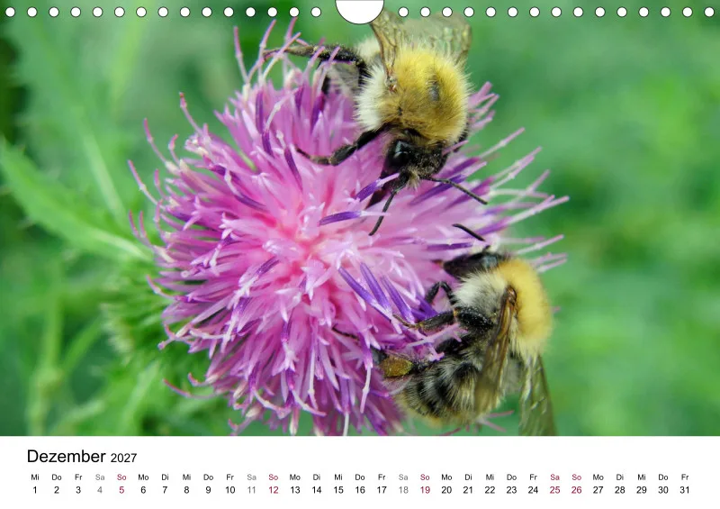 Hummeln und Bienen auf Blüten