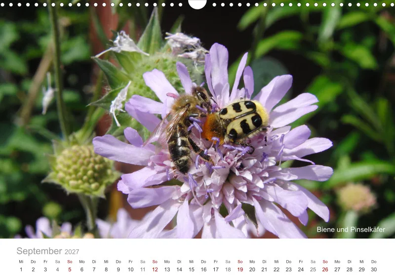 Insekten in der Stadt