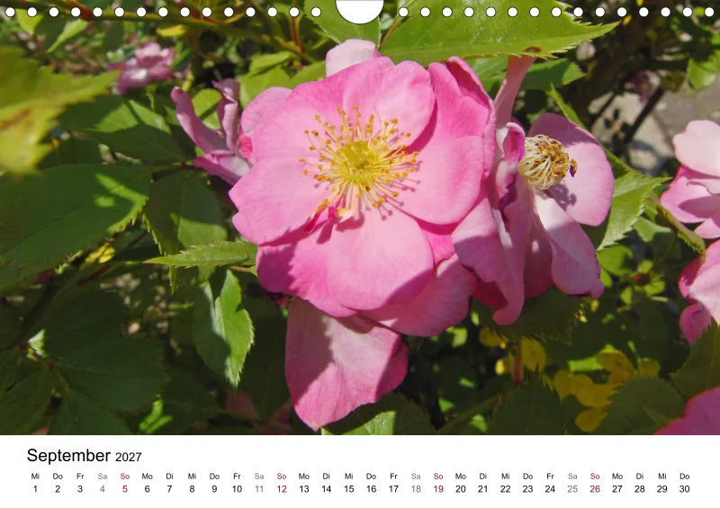 Rosa-Lila Blütenvielfalt