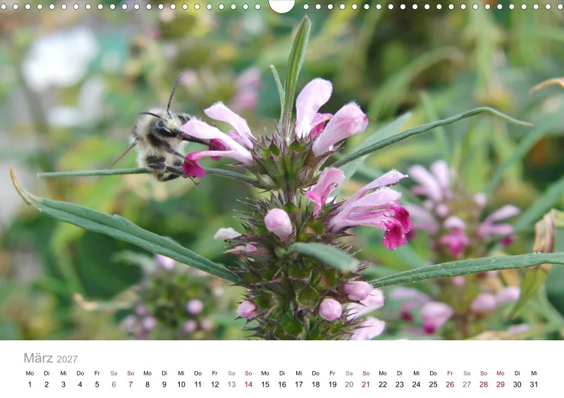 Hummeln und Bienen