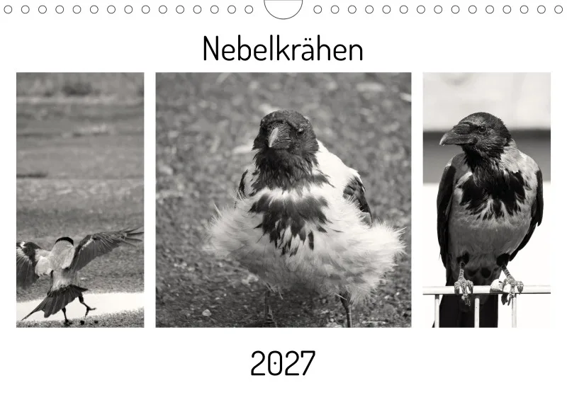 Nebelkrähen