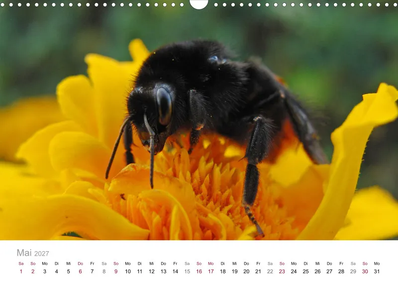 Hummeln und Bienen auf Blüten
