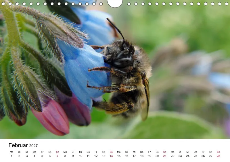 Hummeln und Bienen auf Blüten
