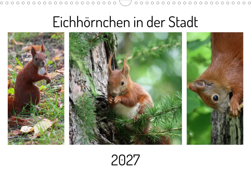 Eichhörnchen in der Stadt