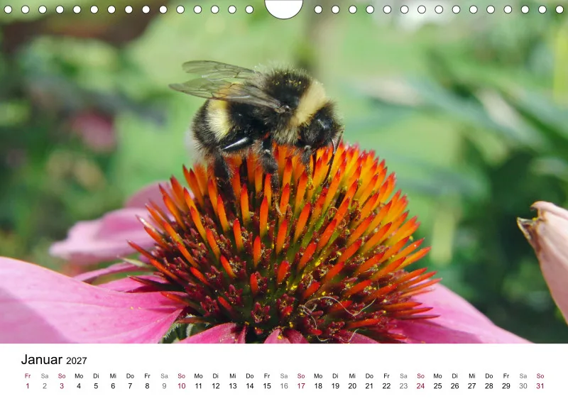 Hummeln und Bienen auf Blüten