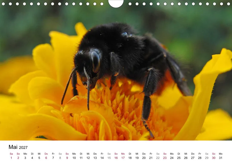 Hummeln und Bienen auf Blüten