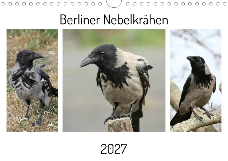 Berliner Nebelkrähen