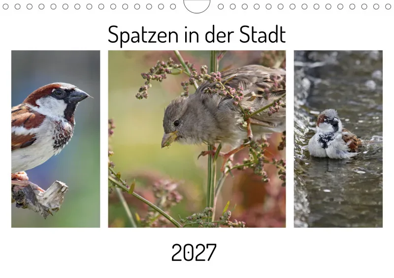Spatzen in der Stadt