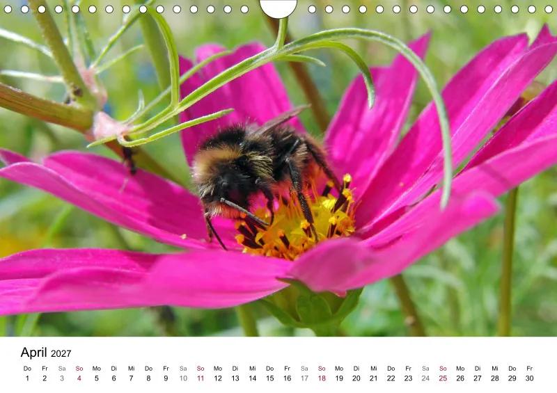 Hummeln und Bienen auf Blüten