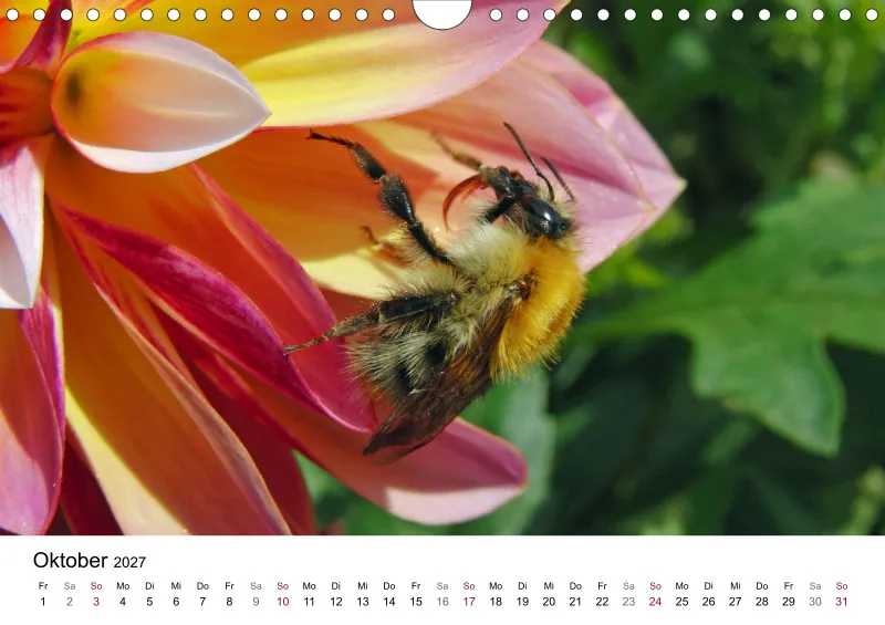 Hummeln und Bienen auf Blüten